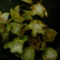 kazukyua's cooksnap of when they made ブロッコリーより旨いブロッコリーの茎炒め.