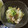 ポメちょん's cooksnap of when they made 簡単！蒸し白菜と油揚げとしらす和え.