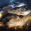 ＭａｒｉｅＤｉａｎｅ's cooksnap of when they made 魚の煮つけ.