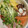 ぁいマァ's cooksnap of when they made ごまダレ海鮮丼♪新鮮なお刺身を使って。.