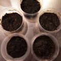 きくちはるこ's cooksnap of when they made かんたん海苔佃煮ですよぉ～！.