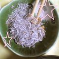 ひトみ's cooksnap of when they made 醤油麹納豆.