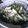 peachy0307's cooksnap of when they made ささみとかいわれの梅肉和え.