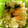 クック5MCRVG☆'s cooksnap of when they made きのこと銀杏の炊き込みご飯.