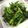 CK1123's cooksnap of when they made ほうれん草☆塩昆布和え.