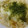 まあみママ's cooksnap of when they made すりおろさない！？簡単！とろろの作り方.