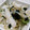 melon75's cooksnap of when they made もやし☆きゅうり☆ちくわの酢物.