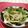 赤い電話's cooksnap of when they made 水菜ともやしのごま味噌あえ.