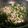 一花の母。's cooksnap of when they made 旨☆大根葉炒め.
