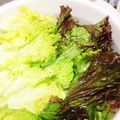 ぷーさん's cooksnap of when they made シャッキと蘇る☆サニーレタスの保存の仕方.