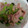 unauna72's cooksnap of when they made 小松菜の簡単炒め.