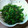 あゆたっくん's cooksnap of when they made 我が家定番☆小松菜の胡麻和え!!.
