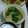 にゃいみ's cooksnap of when they made ☆プルプル茶碗蒸し☆.