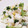 ぴょん☆12's cooksnap of when they made 洋献立のコロコロ大根サラダ☆卵不使用.