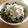 時花菜's cooksnap of when they made しらす丼.