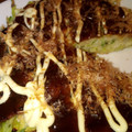 うさぎの赤ちゃん's cooksnap of when they made 簡単！ お好み焼き！！.