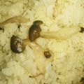 ゆたまみ's cooksnap of when they made 簡単✿じゃこきのこ炊き込みごはん.