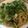 ふかぷー's cooksnap of when they made 海苔の佃煮で♪ささみと三つ葉のパスタ.