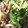 りあしりゅママ's cooksnap of when they made ちりめんじゃこの野菜炒め.