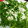 りりもこもこ's cooksnap of when they made わさび菜はシーザー風☆マヨ♪で.