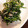 yuri827's cooksnap of when they made ほうれん草（菜の花）としらすのおひたし.