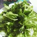 ☆のじりん☆'s cooksnap of when they made レタスの韓国風サラダ.