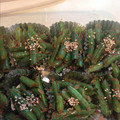 haamster's cooksnap of when they made 基本のいんげんの胡麻和え.