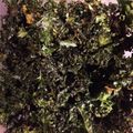 ハル0324's cooksnap of when they made ケールチップス.