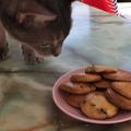 ねこ♡♡'s cooksnap of when they made 一番簡単！さくさく ざくざくクッキー　.