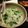 トキエsaku's cooksnap of when they made 鶏味塩 de 七草粥（だしのあん）添え.