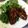 青kangoo's cooksnap of when they made 手羽先の甘辛ジューシー照り焼き.
