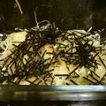 kaorihuong's cooksnap of when they made じゃがいもの海苔&チーズトースター焼き.