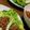 momokoto's cooksnap of when they made やさいモリモリ♪レタスの肉みそ巻き.