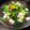 のまや's cooksnap of when they made はまる味☆春菊とたこのフレッシュサラダ.
