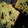 ユーロン's cooksnap of when they made バター不使用のマフィン.