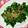 春urara's cooksnap of when they made 麺つゆで簡単菜の花のからし和え♪.