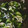 クックVI6LOP☆'s cooksnap of when they made 基本のワカメの酢の物.