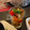 ruruchirin's cooksnap of when they made 簡単☆トマトと舞茸の温マリネ.