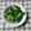 アタックひめちゃん's cooksnap of when they made 菜の花のからし和え　.