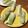 さっちゃん←元こ茄子's cooksnap of when they made ココナッツオイルサラダの生春巻き.