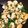 のりともちゅけ's cooksnap of when they made 鶏ササミとニンニクの芽と大葉のソテー.