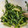 Xx447xX's cooksnap of when they made ❀　菜の花のわさびマヨ和え　✿.
