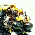 ☆☆☆おいしー☆☆☆'s cooksnap of when they made 超簡単☆ひじき黒豆 お弁当にも♪.