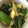 ちま46's cooksnap of when they made 簡単！おつまみ☆セロリとネギの中華炒め.