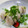 たこるまめお's cooksnap of when they made しっとり鶏ハム★.