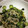 あんずはな's cooksnap of when they made もやしとわかめの酢の物.