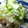 くりくりーん's cooksnap of when they made ☆超簡単絶品☆そば茶屋風 大根の漬物.