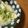 Jaye's cooksnap of when they made レンジで＊白身魚の酒蒸し＊.