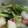 かぴーな's cooksnap of when they made 寒い日に＊かぶのとろとろ煮込み.