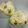 シャア専用料理長's cooksnap of when they made ほろにが★うまぁ菜の花おにぎり.